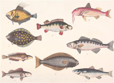 Ozeanfische, 3 kolorierte Lithographien nach G. Votteler - Tisky a obrázky