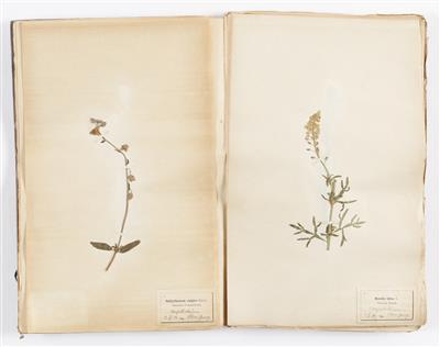 Herbarium mit ca. 115 Stück - Umění a starožitnosti