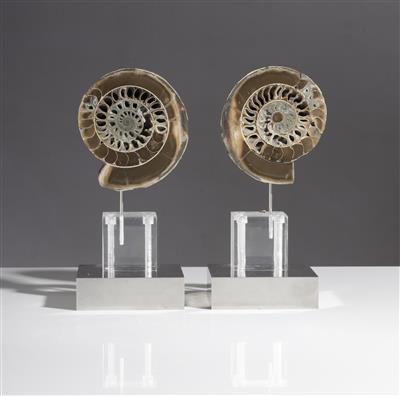 Paar Ammoniten - Umění a starožitnosti