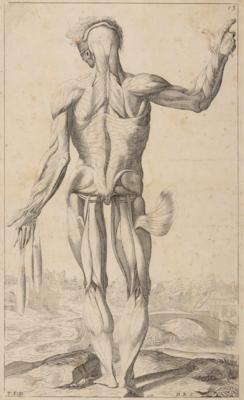 Andreas Vesalius - Obrazy