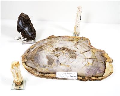 Fossiler Baumschnitt, Mammutbaum - Minerály a fosílie