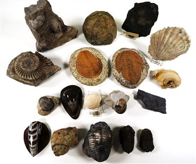 Trilobiten und andere Fossilien - Mineralien und Fossilien