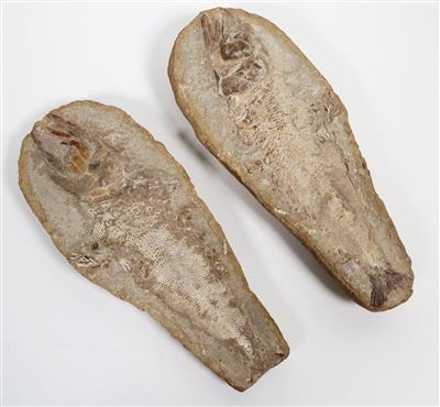 Fossil - versteinerter Fisch - Schmuck, Kunst und Antiquitäten